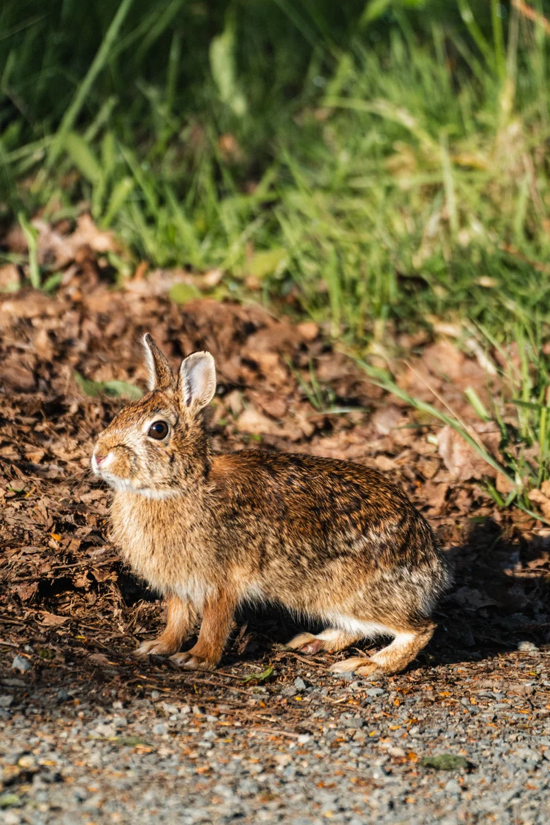 Rabbit beside the wetland, Seattle, Washington