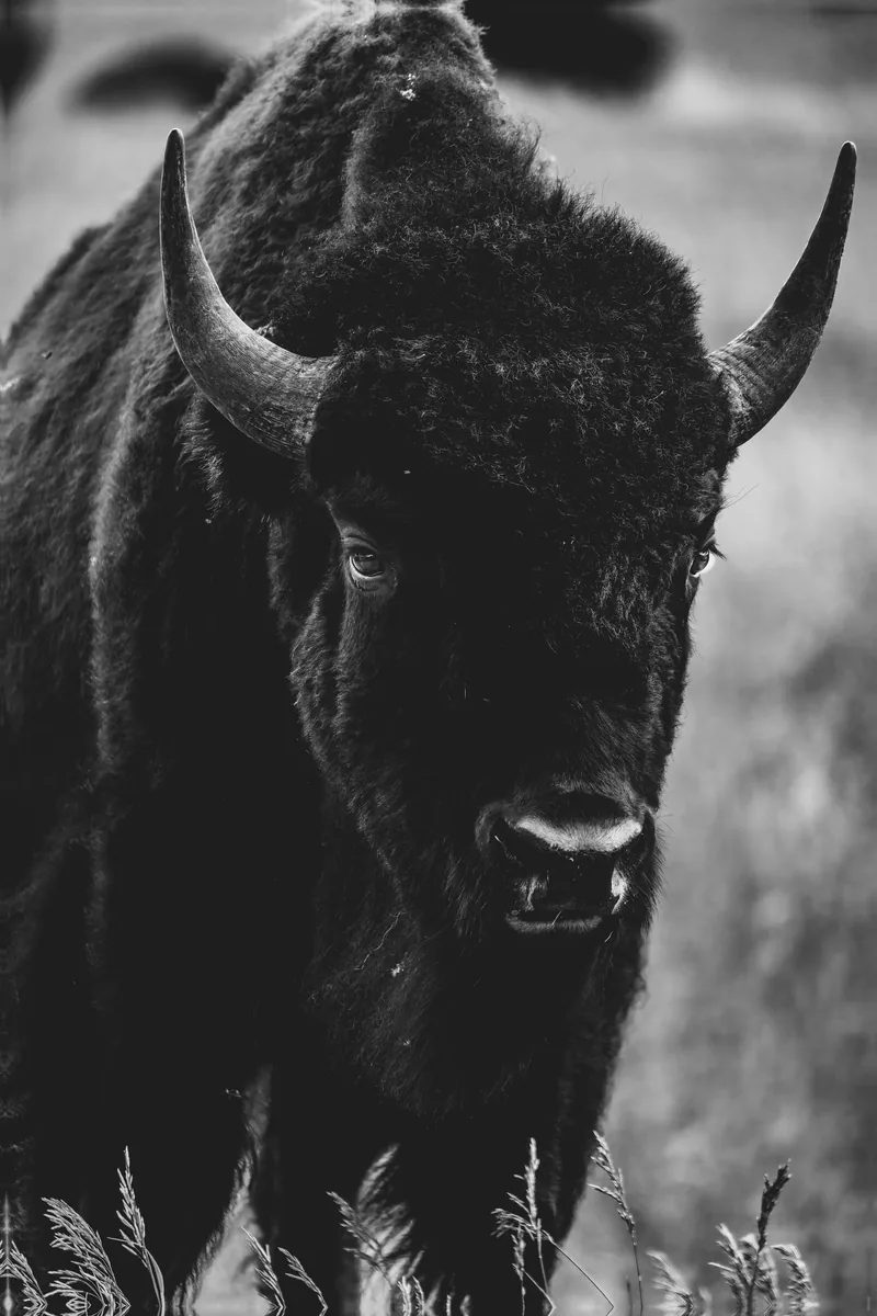 Bison portrait in black and white, Grand Teton National Park, Wyoming