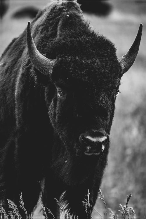 Bison portrait in black and white, Grand Teton National Park, Wyoming