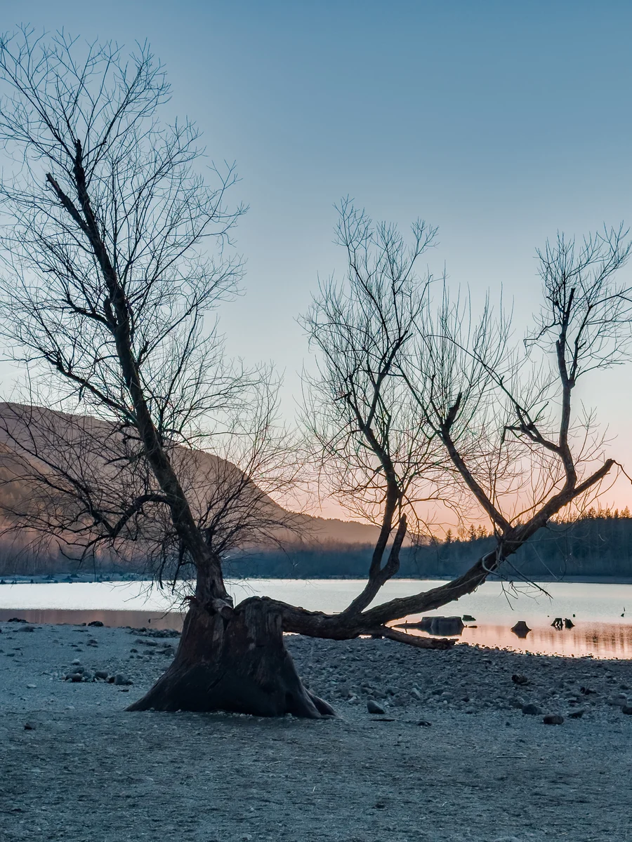 Bare tree beside the lake, Rattlesnake Lake, Washington