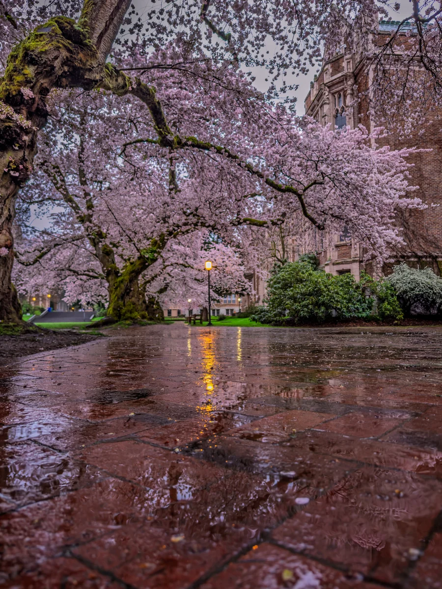Rainy path beneath cherry blossoms, Seattle, Washington