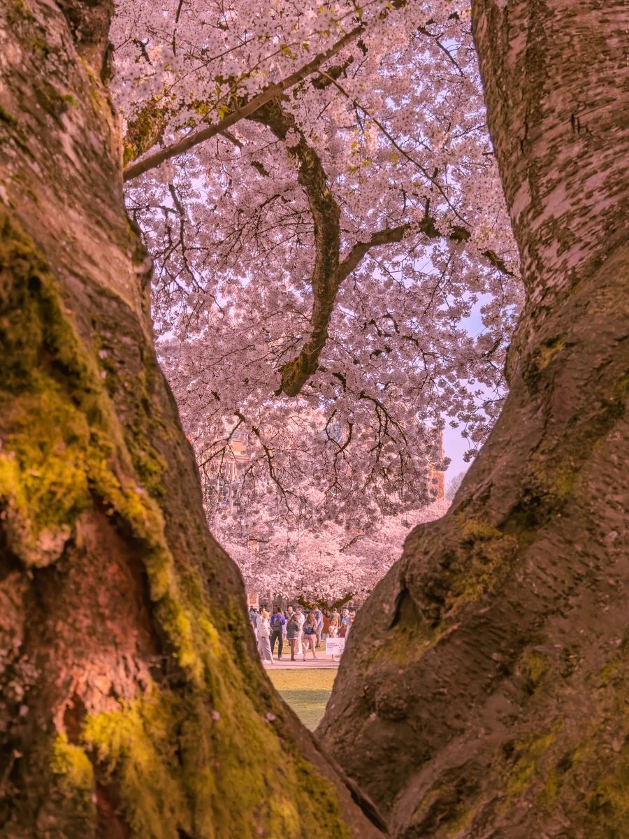 Cherry canopy between mossy trunks, Seattle, Washington