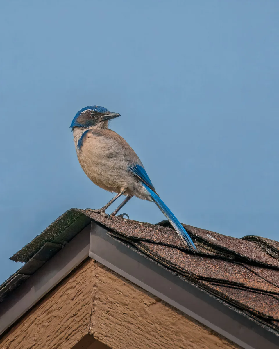 California Scrub-Jay, Kent, Washington