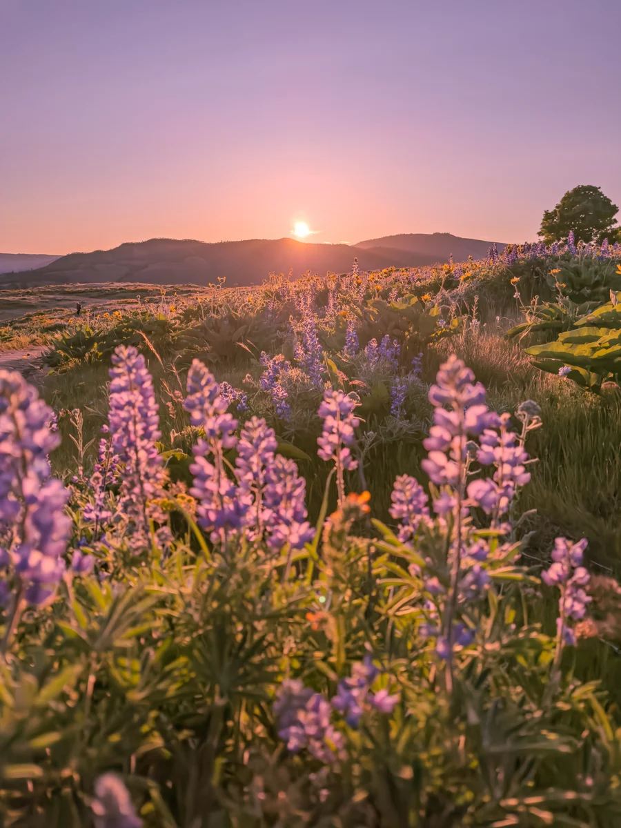 Sunrise across the lupines, Rowena Crest, Oregon