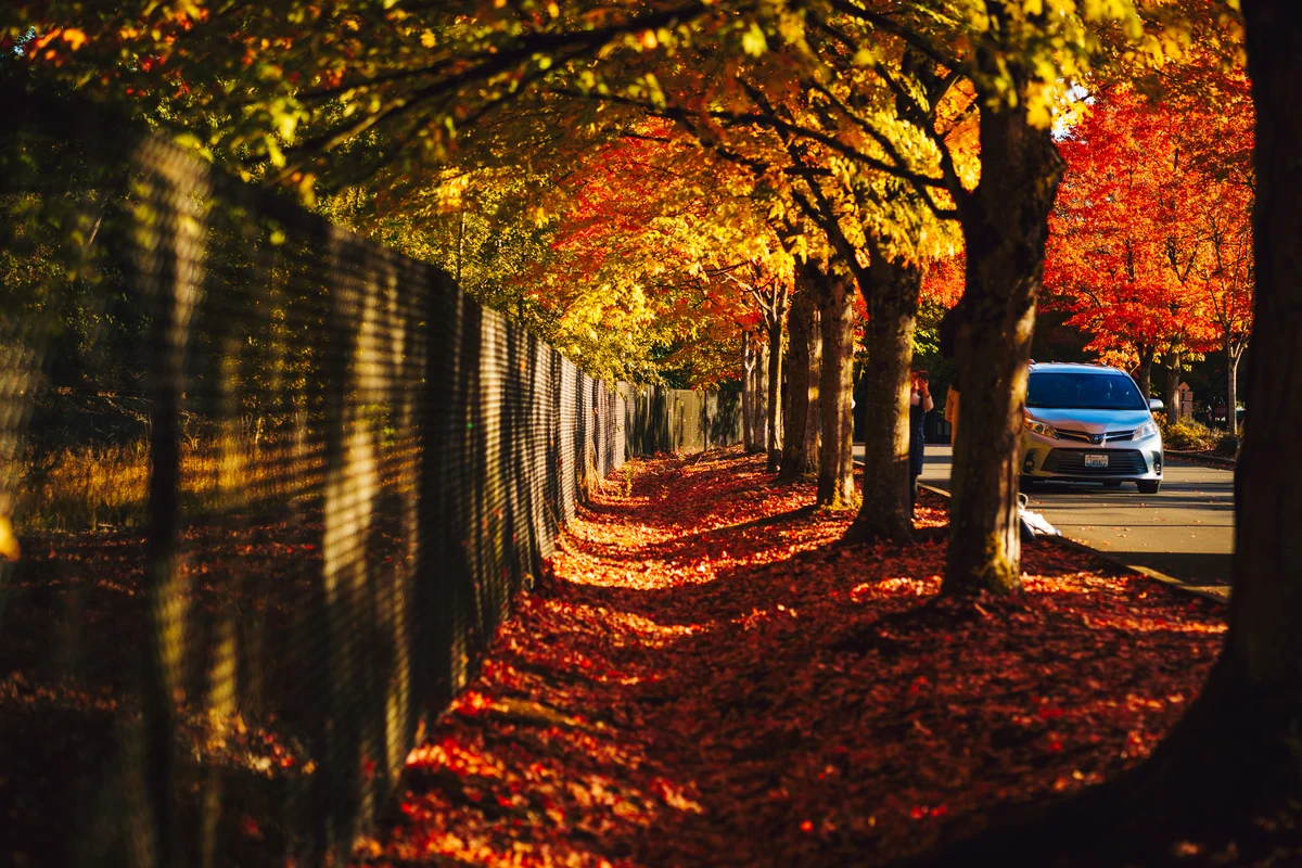 Autumn colour beside the sidewalk, Renton, Washington