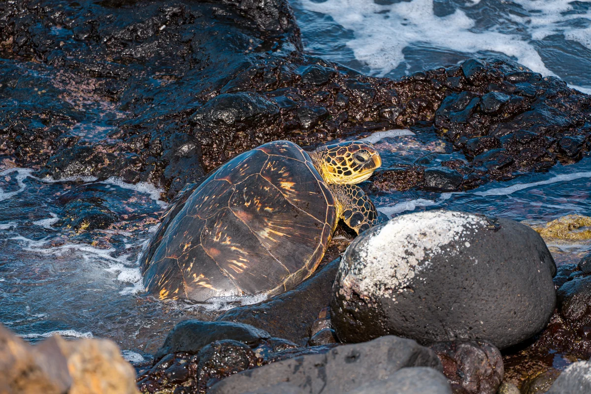 Sea turtle among lava rocks, Wailea, Hawaii