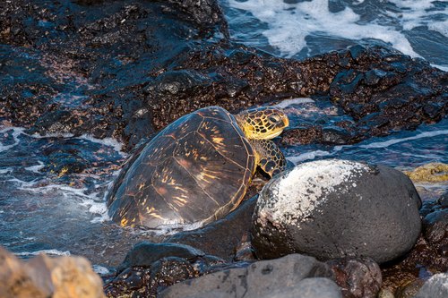 Sea turtle among lava rocks, Wailea, Hawaii