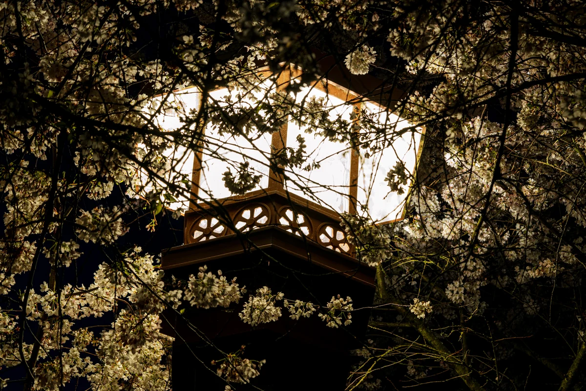 Lantern behind cherry blossoms, Seattle, Washington