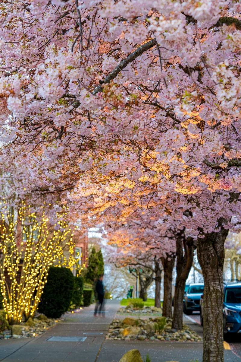 Cherry blossoms along the sidewalk, Seattle, Washington