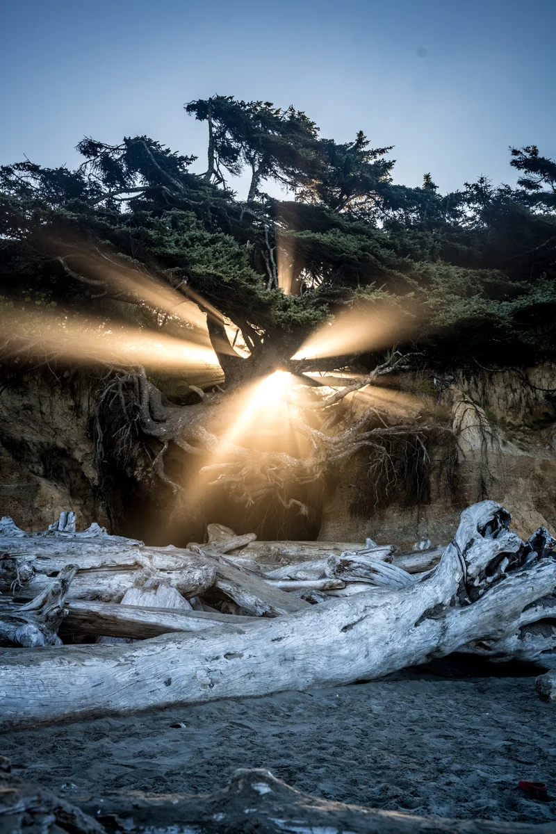 Sunbeams through coastal tree roots, Kalaloch, Washington