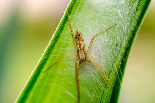 Spider among silken threads, Krushnarajapura, Karnataka