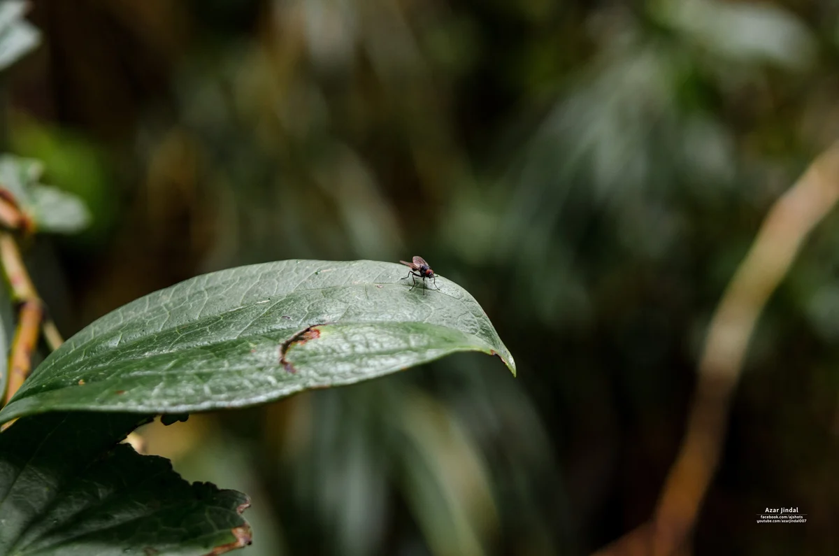 A fly on a rain-soaked leaf, Tierra Blanca, Cartago