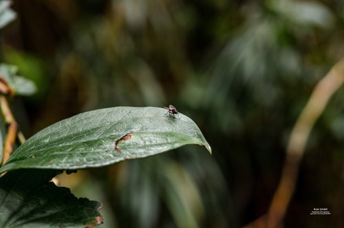 A fly on a rain-soaked leaf, Tierra Blanca, Cartago