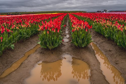 Tulip rows reflected in rainwater, Oaklawn, Oregon