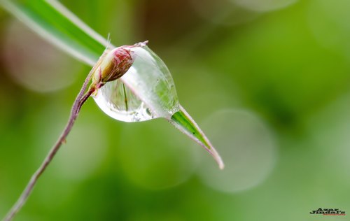A raindrop on a delicate stem, Hesaraghatta, Karnataka
