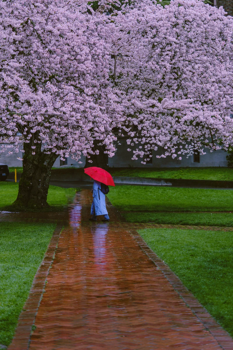 Umbrella beneath rain-soaked blossoms, Seattle, Washington