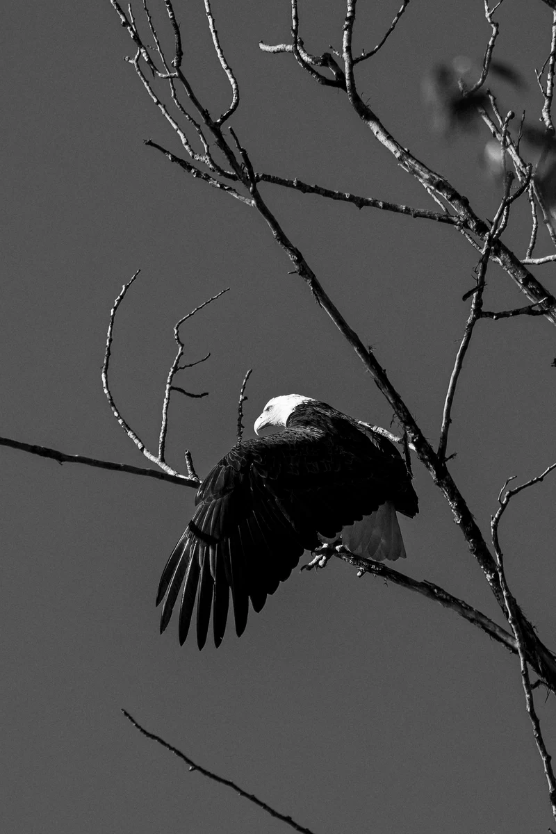 Bald eagle in monochrome, Seattle, Washington