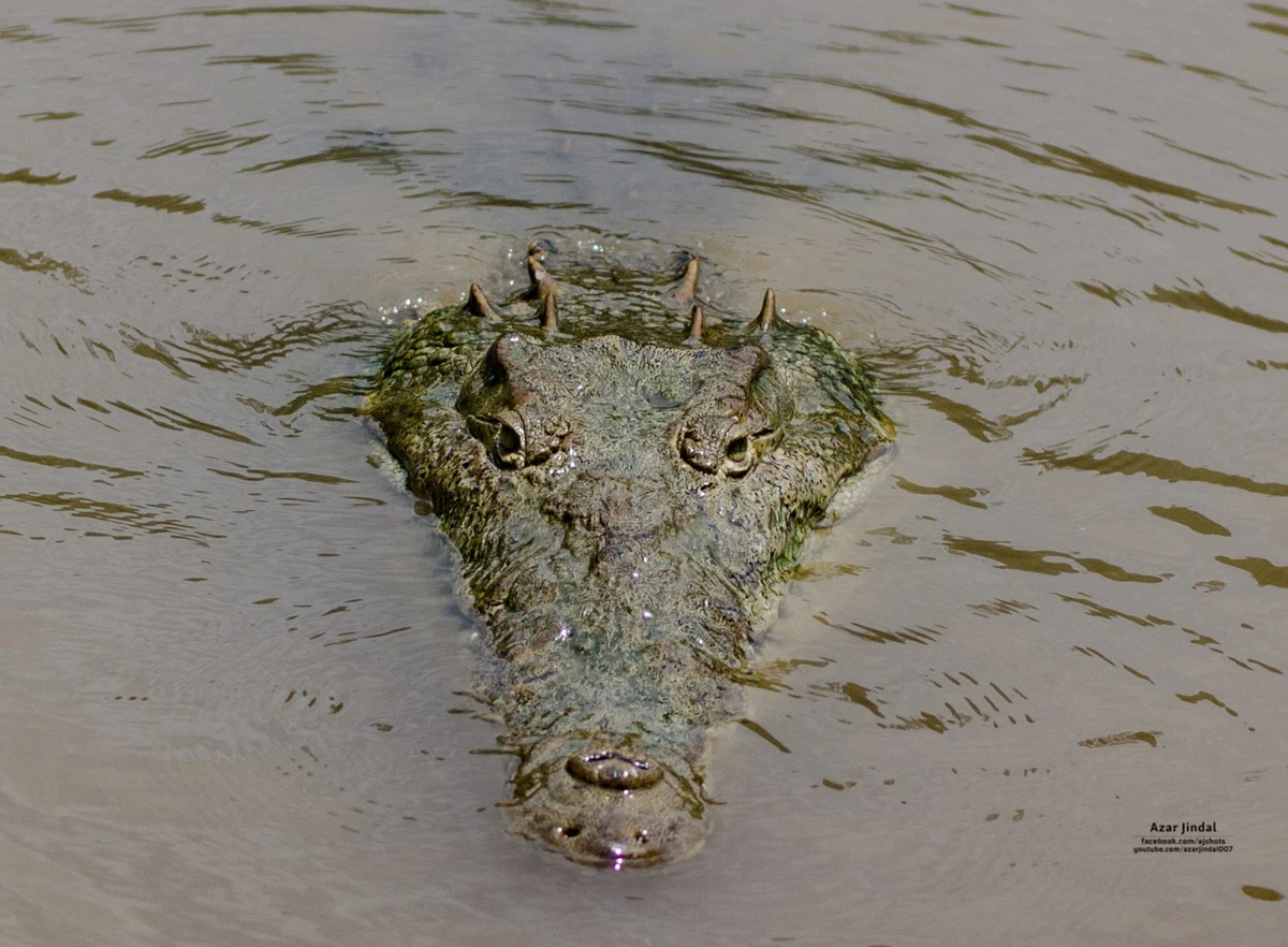 Crocodile at the water's edge, Tárcoles, Puntarenas
