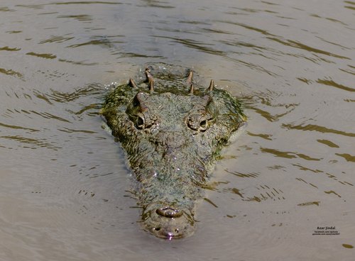 Crocodile at the water's edge, Tárcoles, Puntarenas