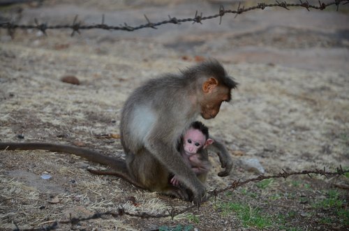 Monkey and infant beside the wire, Vishweshwaranagara, Karnataka