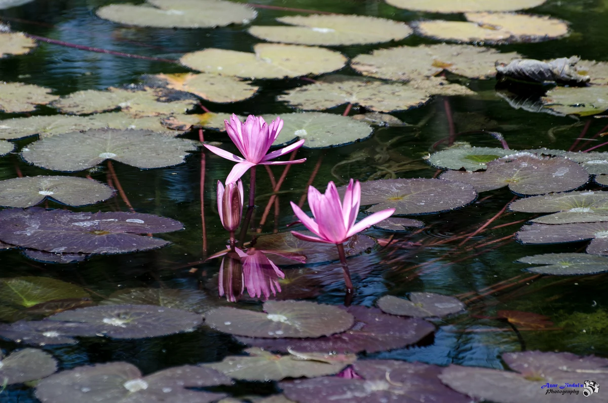 Water lilies and reflections, Pulukunta, Andhra Pradesh
