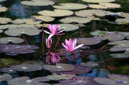 Water lilies and reflections, Pulukunta, Andhra Pradesh
