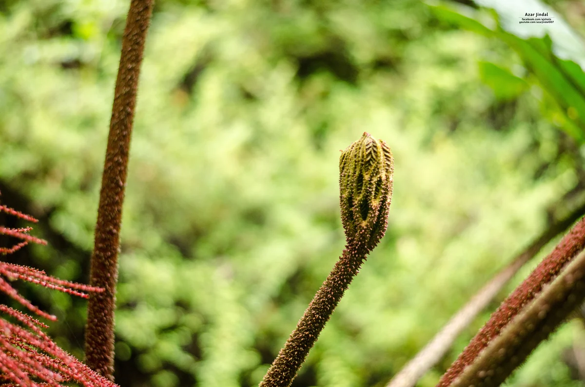 An unfurling fern, Tierra Blanca, Cartago