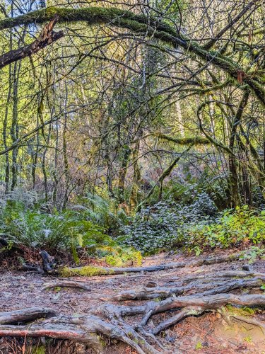 A path through the green woodland, Snoqualmie, Washington