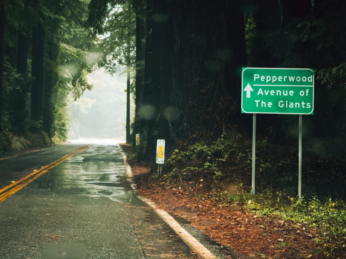 Road into the Avenue of the Giants, Scotia, California