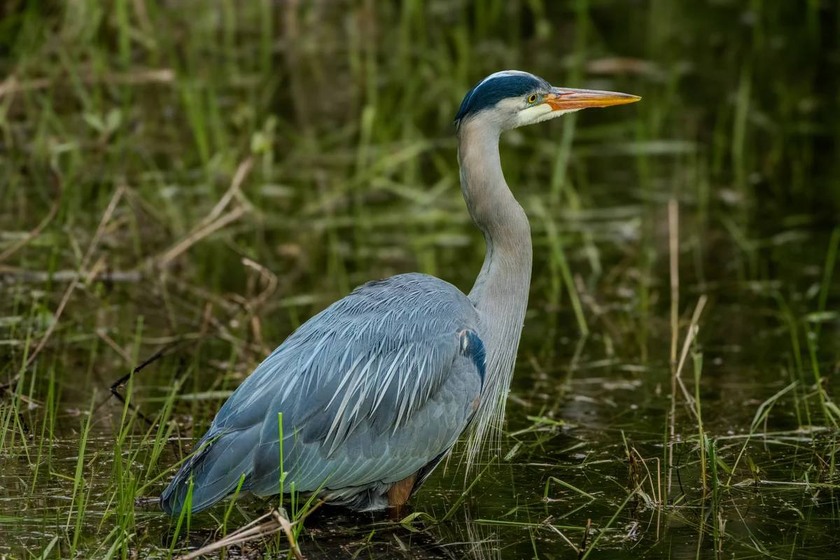 Heron beside the water, DuPont, Washington