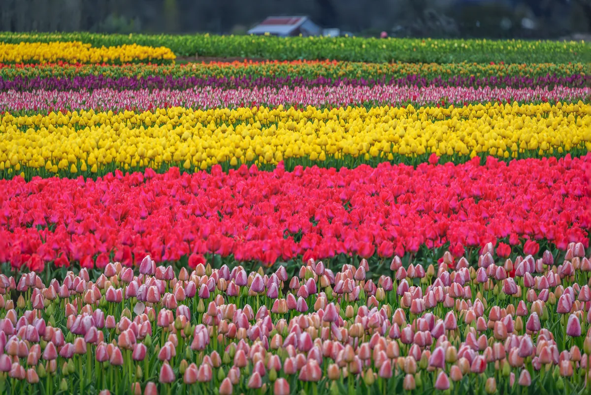 Wooden Shoe Tulip Farm, Oaklawn, Oregon