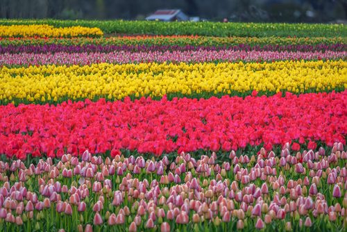 Wooden Shoe Tulip Farm, Oaklawn, Oregon