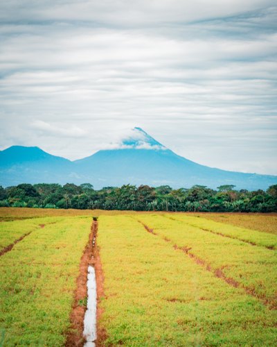 Green field beneath the volcano, Florencia, Alajuela