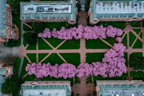 Cherry blossoms, University of Washington, Seattle