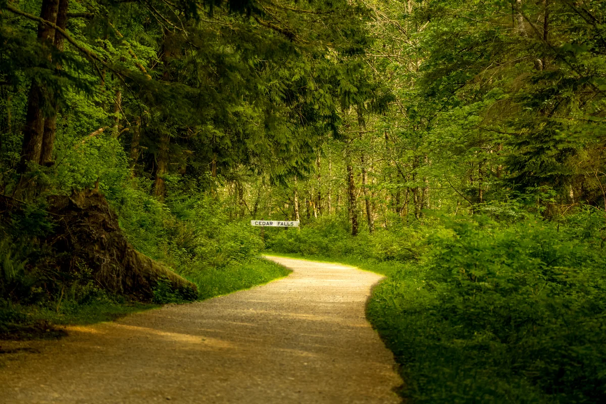 Forest trail, North Bend, Washington