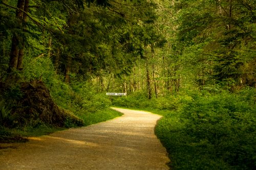 Forest trail, North Bend, Washington