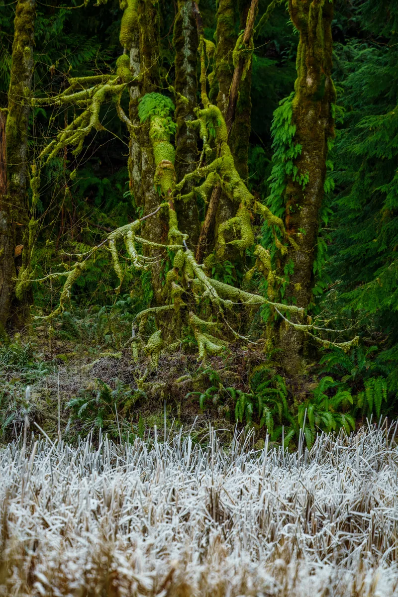 Forest floor, Flaming Geyser State Park, Washington
