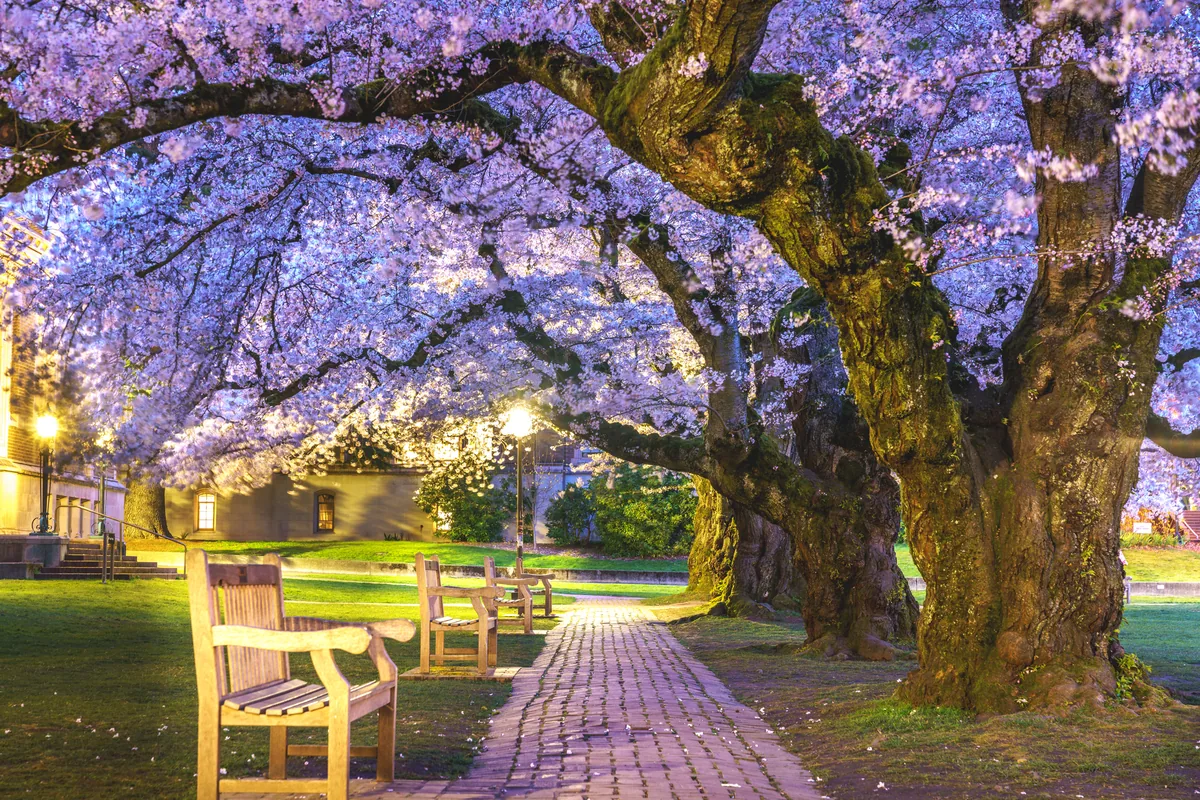 Cherry blossoms after dark, Seattle, Washington