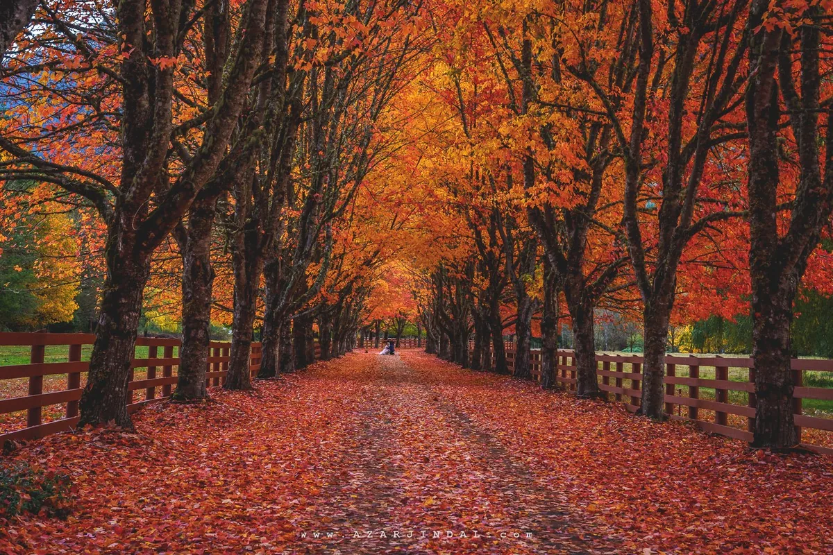 Autumn path, Snoqualmie, Washington