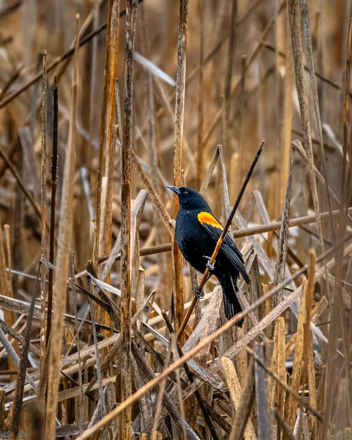 Bird among the reeds, Kent, Washington