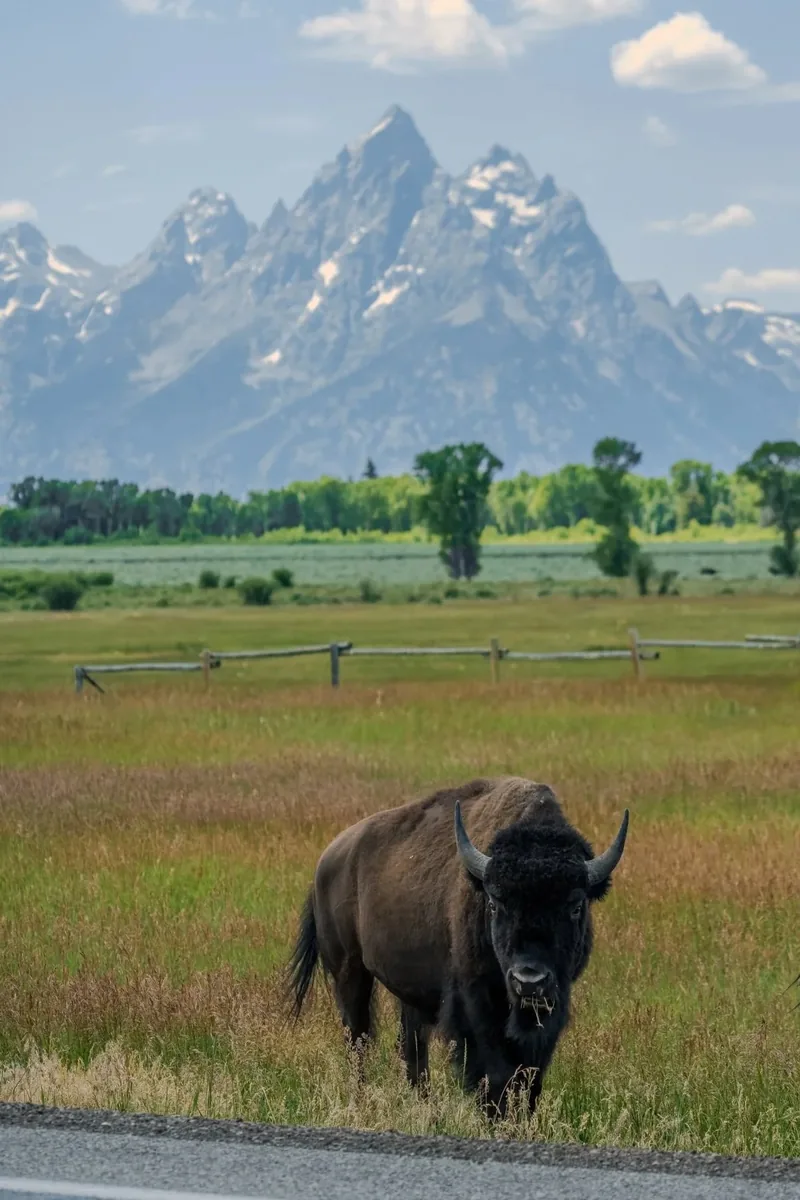 Bison beneath the mountains, Grand Teton National Park, Wyoming